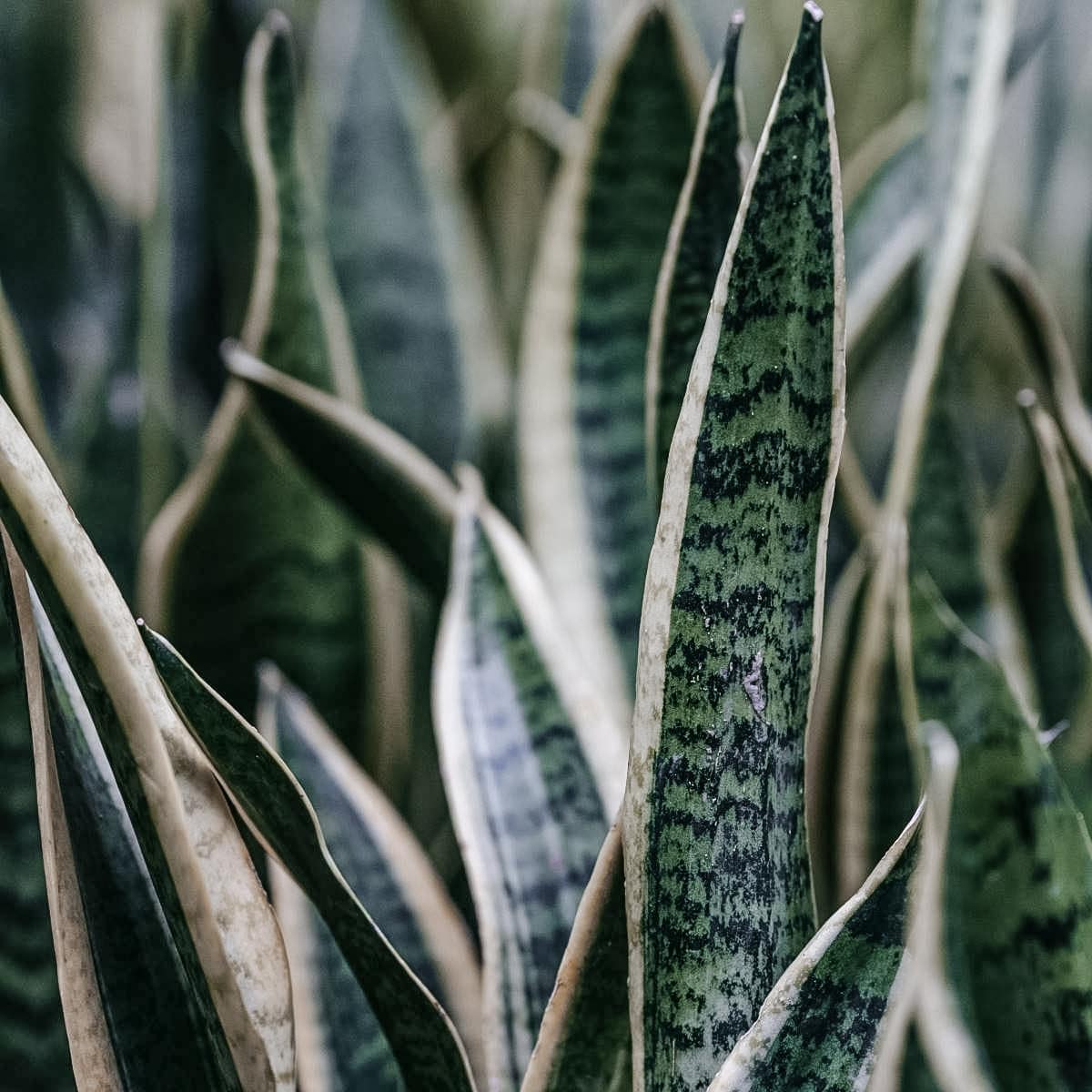Close up of the leaves of a Snake Plant