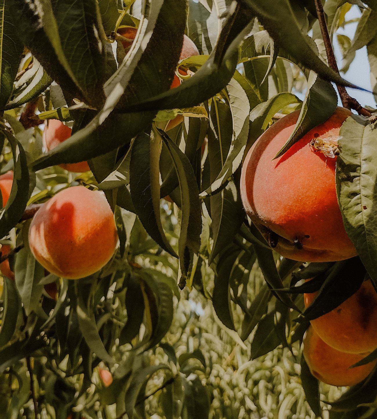 peaches hanging on a tree close up with a honey bee on the closest peach on the right of picture
